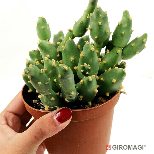 TEPHROCACTUS REICHEANUS  POT10cm-GIROMAGI Cactus & Succulent Plants  7.05 - PicClick UK