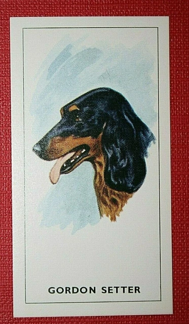 GORDON SETTER   Head Portrait  Card  WC02