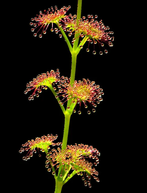Sundew Ou Drosera Tokaiensis Est Une Plante Carnivore Piège Minuscules
