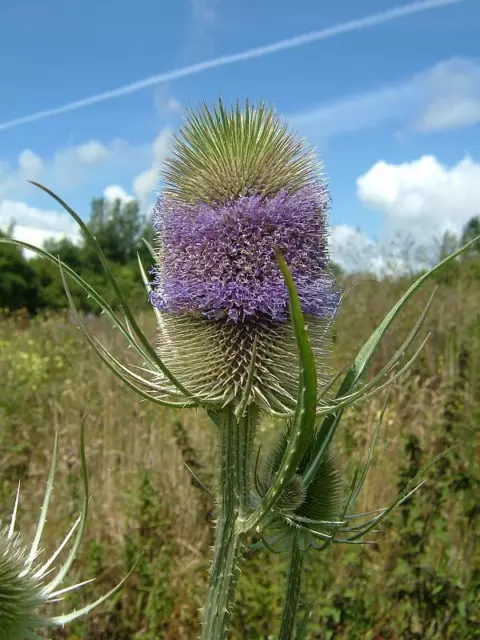 Teasel (Wild) Dipsacus fullonum - 300 Seeds - British Wild Flower