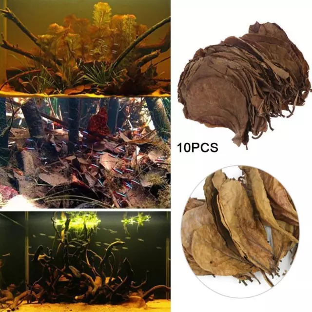 Indian Almond Catappa Leaves Fish Aquarium Improve Water Quality FAST
