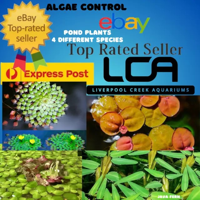 LCA 80x Algae Control  Live Aquariums Plants Fertiliser Pond Shrimp Fish Tank