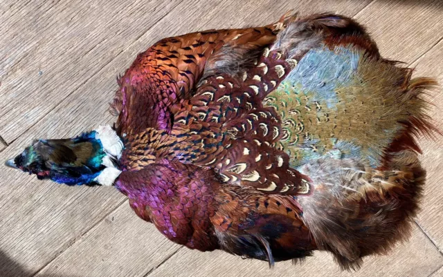 Rooster RINGNECK PHEASANT SKIN No Wings  No Tail FLY TYING CRAFTS Fly Fishing