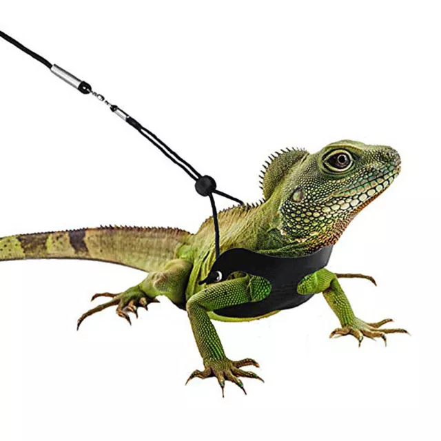 CHINCHILLA ACCESSORIES BEARDED Dragon Harness Iguana Harness Leash