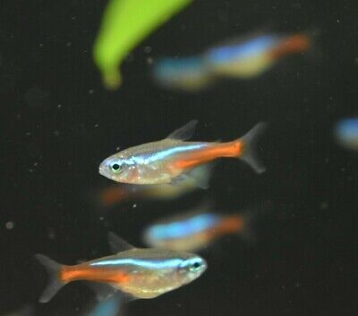 Live Neon Tetras (Pack of 12 Freshwater Aquarium Nano Fish) *PLS READ DESCR*