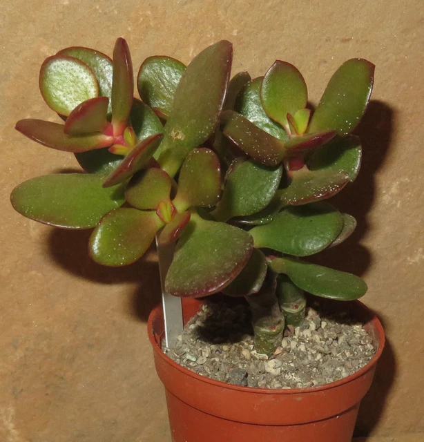 Cristallo Bonsai Albero dei Soldi, Naturale Energizzato Pietra