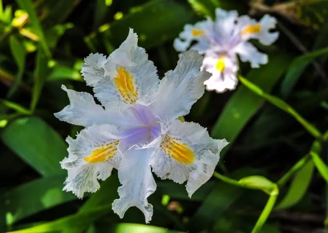 2 x Iris Japonica plants Beautiful flowers quick ground cover very pretty