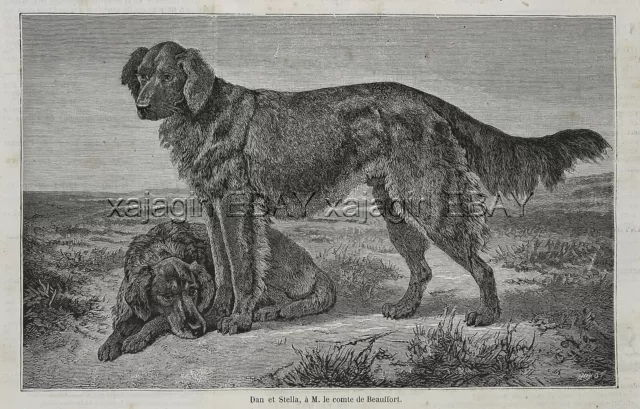 Dog Irish Setter Champions Don & Stella, Large 1870s Antique Print & Article