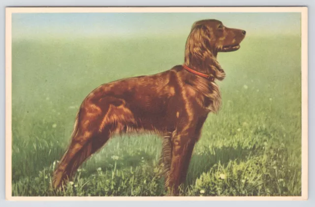 Irish Setter Dog In Field~Alfred Mainzer~Printed In Belgium~Vintage Postcard