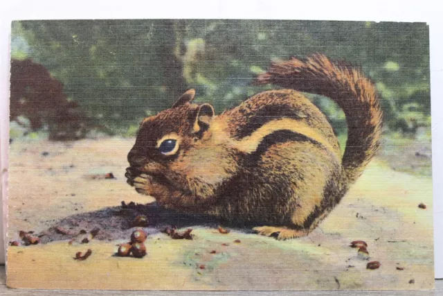 Animal Chipmunk Postcard Old Vintage Card View Standard Souvenir Postal Post PC