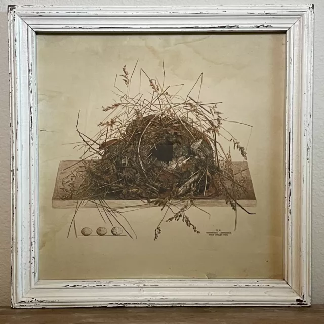 Framed Great Carolina Wren Bird Nest Print Napa Home & Garden