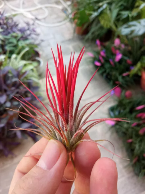 Rara Tillandsia ionantha FUEGO plantaCLAVEL DE AIRE 5 cms