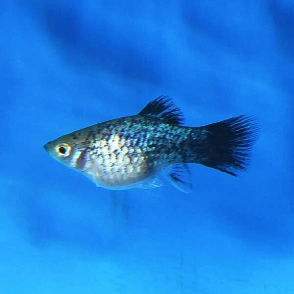 3pk - Blue Platy (Xiphophorus maculatus) - 3 Live Freshwater Fish