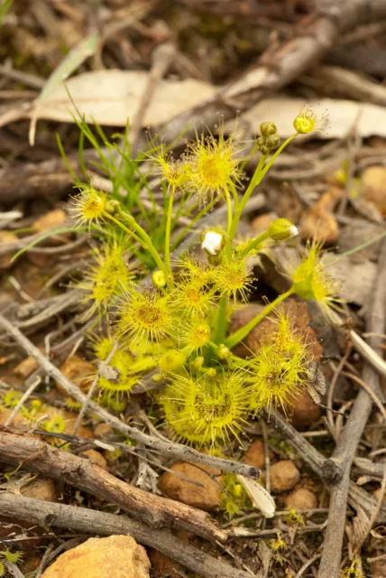 Drosera Hookeri - Pianta Carnivora, 5 Semi Selezionati