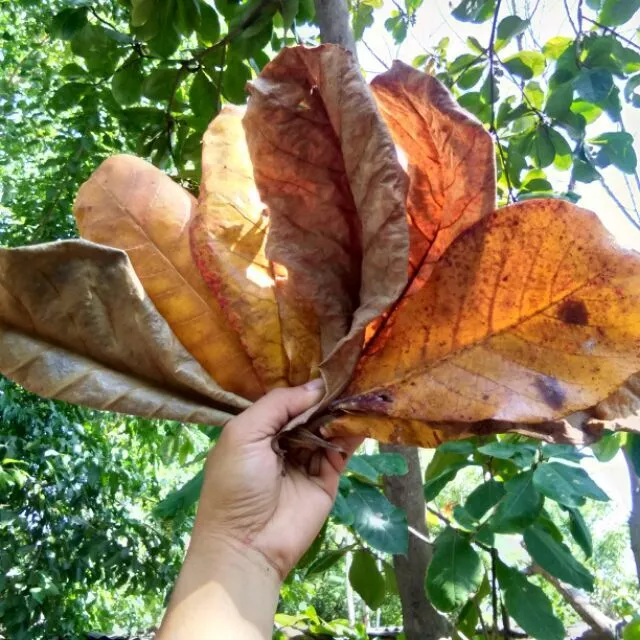 100+ Cattapa Leaves, Tropical Almond Leaves,100% Organic