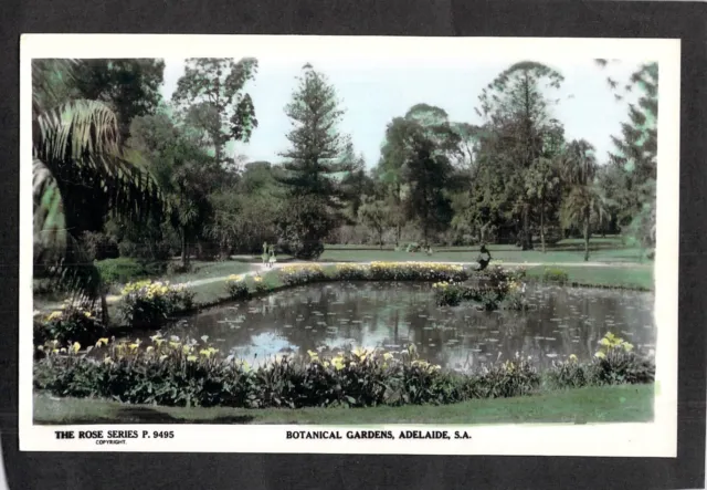C4399 Australia SA Adelaide Botanic Gardens #9495 vintage Rose Series postcard