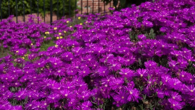 50 + Delosperma Violet Glace Plante Semences Florales/Pérenne