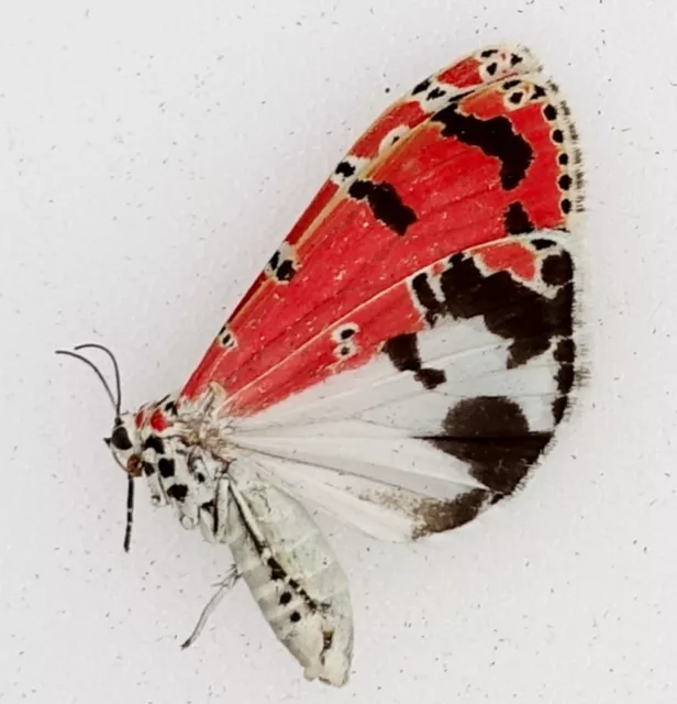 Utetheisa Ornatrix Male  | Guerrero Mexico | As Pictured | Rarely Offered