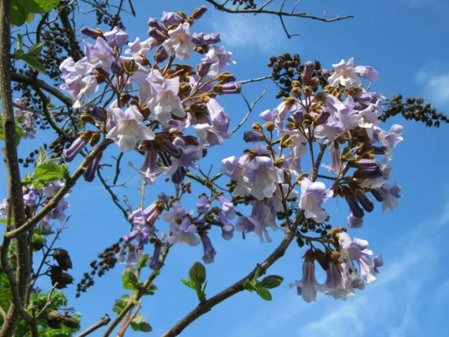 Foxglove Tree Seeds, Paulownia Tomentosa, Royal Empress Tree. 60 to 600, RARE UK