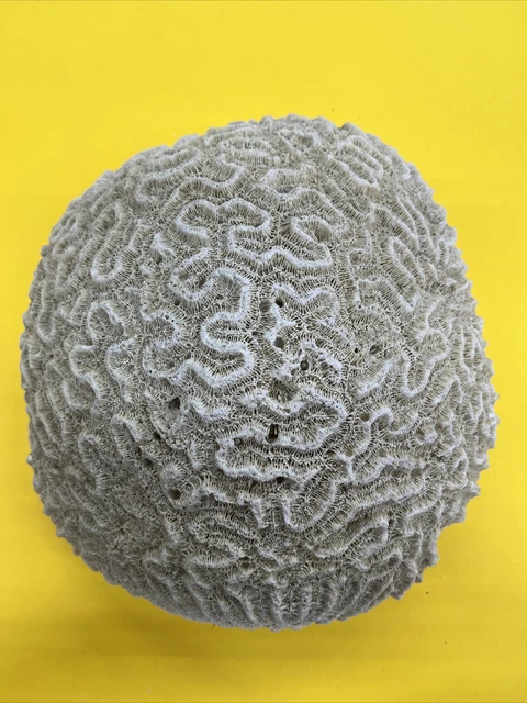 corallo Celebrale antico Pezzo Molto Grande 25 Cm X 24 Cm