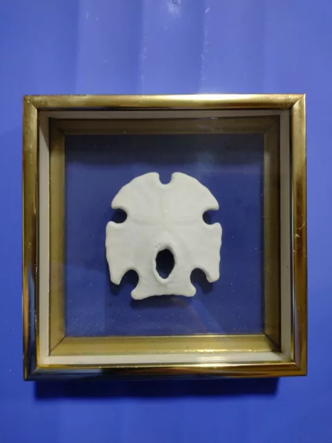 Sand Dollar Keyhole Arrow Head Shadow Box Wall Display Framed Sea Shell Vintage