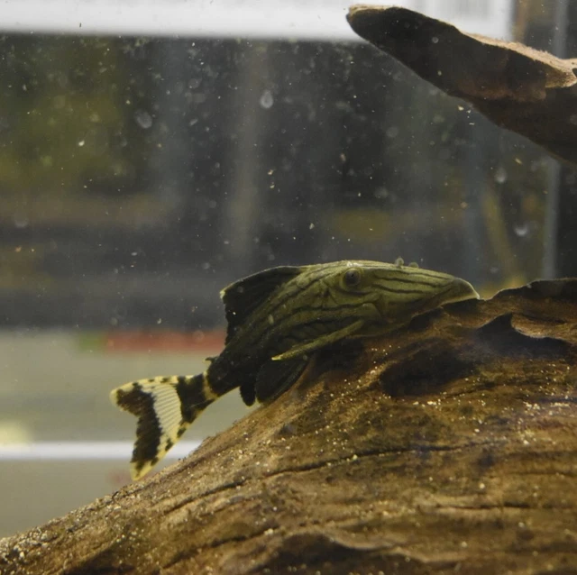 Live Royal Panaque Pleco L191 (1.5-2" Freshwater Aquarium Fish) PLS READ DESCR 11