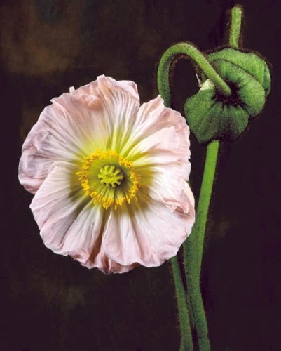 Botanica Magnifica Portraits of the World's Most Extraordinary Flowers and Pl... 7