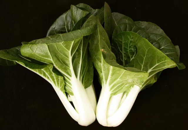 Canton Pak Choi Samen, Chinakohl, Bok Choy, chin. Senfkohl, Kim chi Samen 2