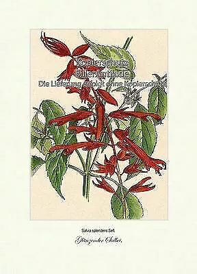 Glänzender Salbei Salvia splendens Feuersalbei Lippenblütler Vilmorin A4 376