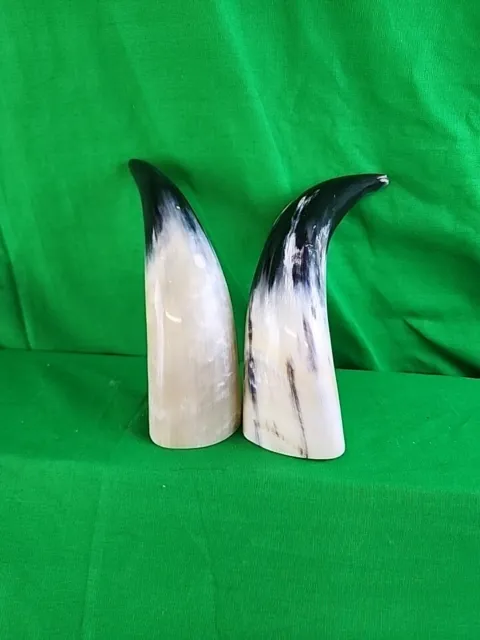 2 Raw Unfinished Cow Horns #3636 Natural Colored