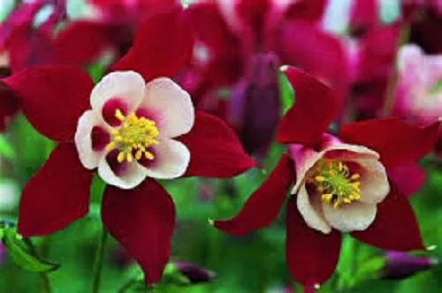 25+  Red Star Aquilegia Flower Seeds / Perennial