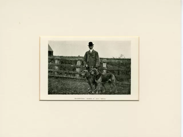 Bloodhound Dogs & Handler Old Antique 1905 Named Dog Print Ready Mounted