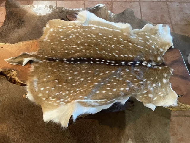 Beautiful Axis Hide