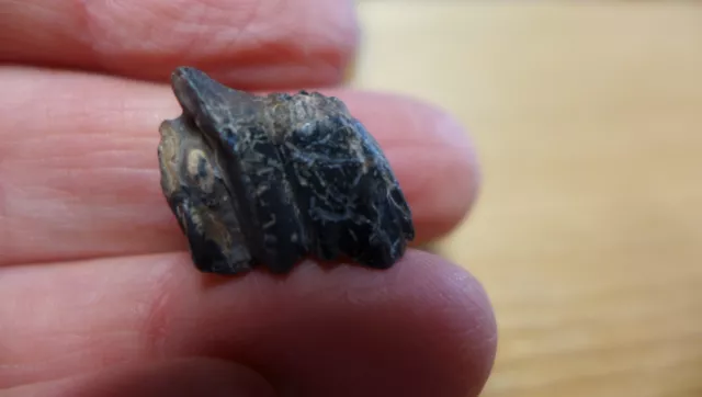 GEOLOGICAL ENTERPRISES Pleistocene fossil DEER tooth Odocoileus virginianus