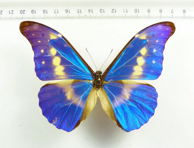 ENTOMOLOGY, BUTTERFLY: MORPHO Rhetenor Helena Aberration !!! Male Peru