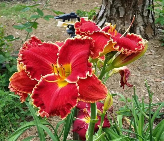 Taglilie, daylily, Hemerocallis „Blazing Cannons“