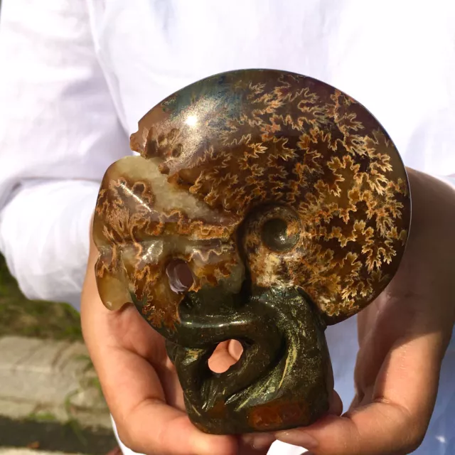306G Rare! Natural Tentacle Ammonite FossilSpecimen Shell Healing Madagascar 2