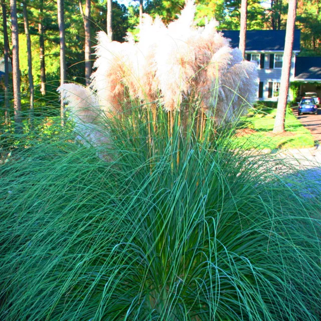 1 X White Alba Cortaderia Selloana Pampas Grass Pumila Tall Feathery Decorative 2