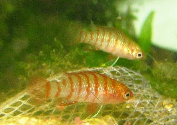 Scarlet Badis LIVE FISH Read Description