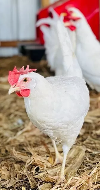 White Leghorn Hatching Eggs 10+ (White Egg Layers) NPIP CERTIFIED AI CLEAN