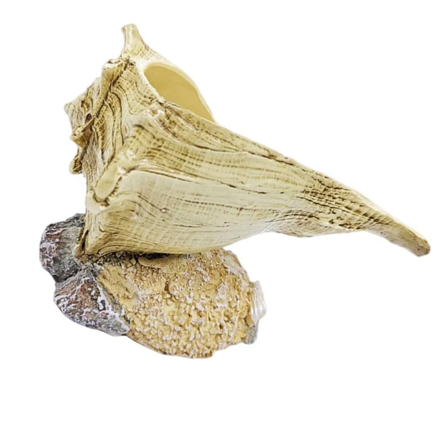 1 stück Conch Blumentopf Dekorative Bonsai-Topf Sukkulenten Pflanzer