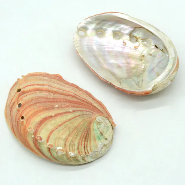 8-12CM Red Abalone Shell Seashell Fish Tank Landscape Beach Party Decor Craft