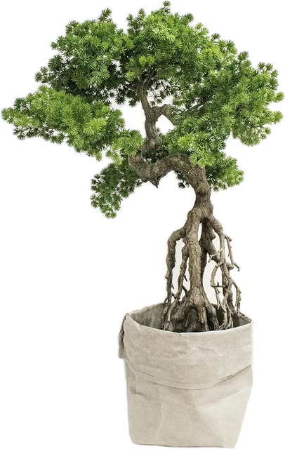 Vintage Home Artificial Faux Real Touch 36" Tall Pine Tree