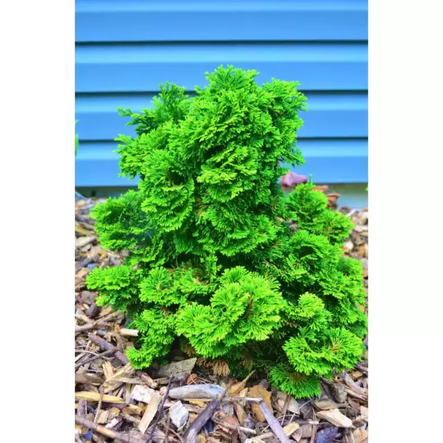 1 Gal. Dwarf Hinoki Cypress Shrub with Deep Green Coniferous Evergreen Foliage 2