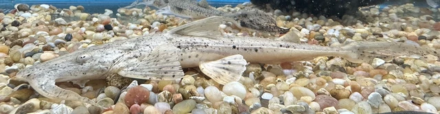 Suchus Goonch Catfish 9-10” -Live Freshwater Tropical Aquarium Fish