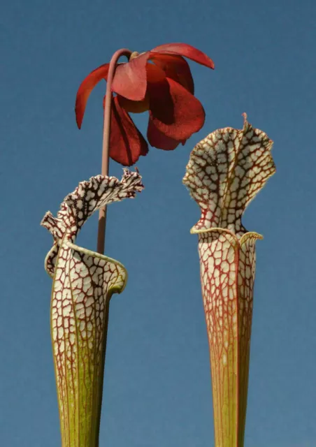 SARRACENIA LEUCOPHYLLA - 10 Samen der fleischfressenden Pflanze