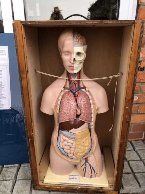 Vintage Museum Human Torso Anatomical Model West German Oak Case Life Size 1960s