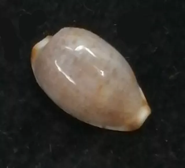 Shell CYPRAEA OWENII OWENII Mauritius 15,2 mm # RARELY OFFERED