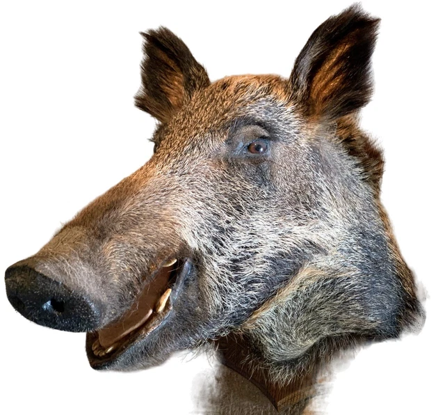 Patte De Renard Naturalisée - Trophée De Chasse Ou Cabinet De Curiosités - Taxidermie Vintage