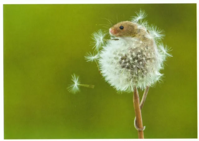 Ansichtskarte: Haselmaus sitzt in einer Pusteblume - schönes Porträtbild!